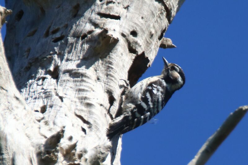 Lesser Spotted Woodpecker female adult