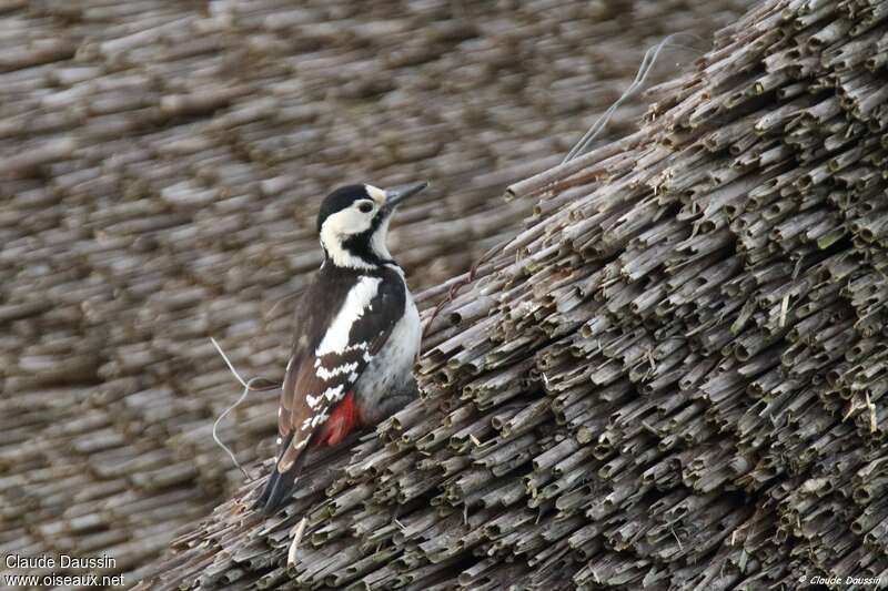 Pic syriaque femelle adulte, identification