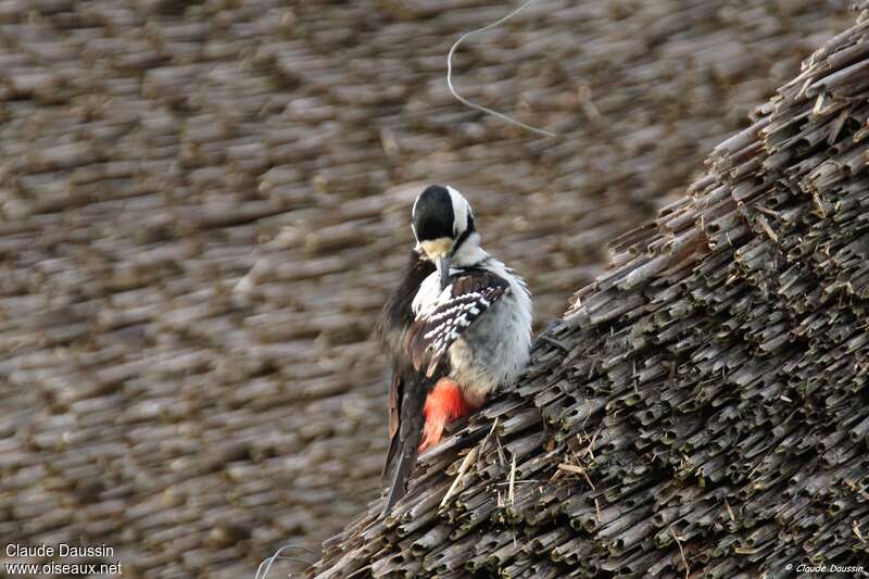 Syrian Woodpecker female adult, care