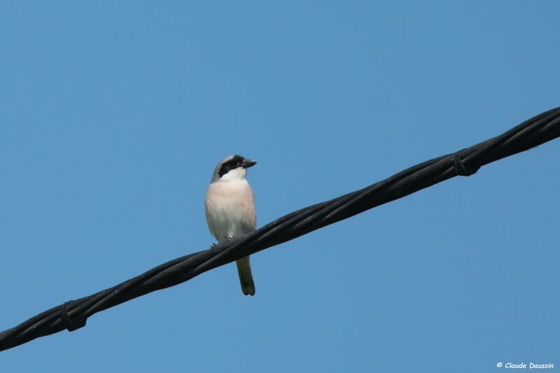 Lesser Grey Shrike