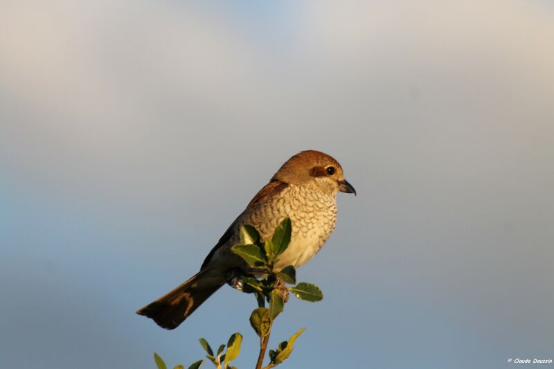 Red-backed Shrike