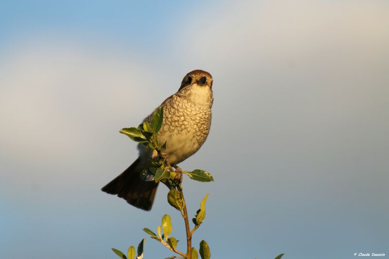 Red-backed Shrike