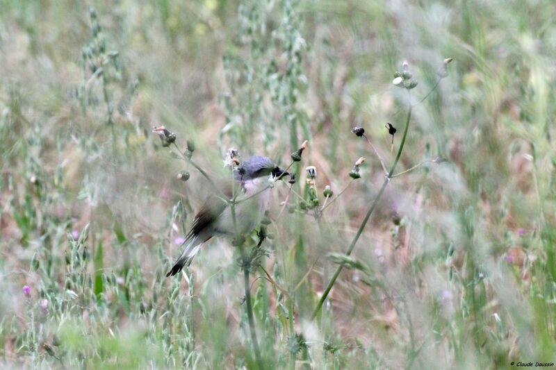 Red-backed Shrike