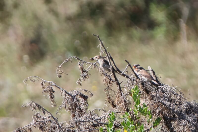 Red-backed Shrike, eats, Behaviour