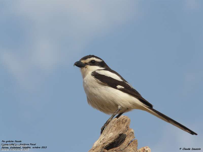 Pie-grièche fiscaleadulte, identification