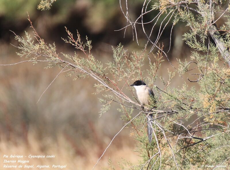 Iberian Magpie