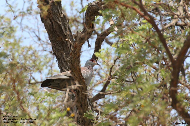 Pigeon roussard