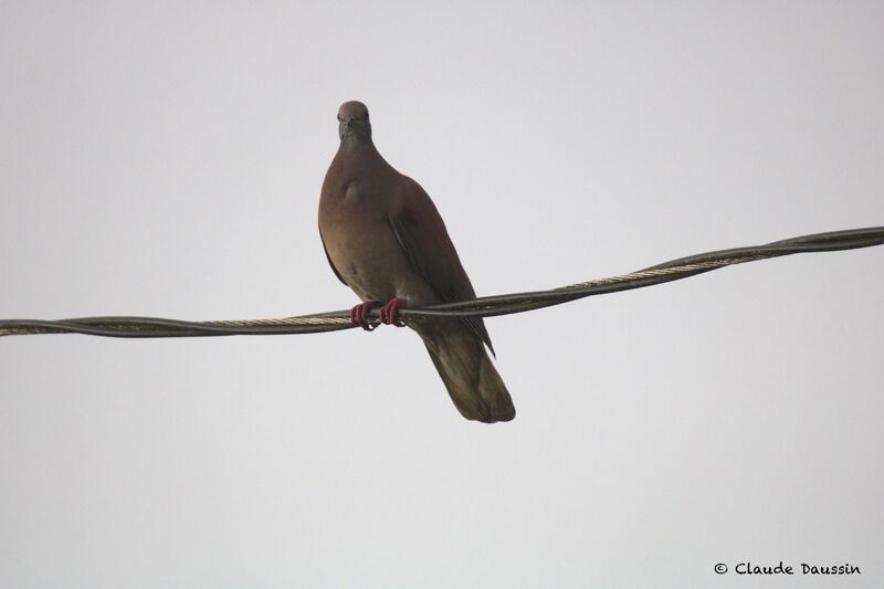 Pigeon roussetadulte