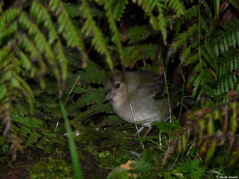 Eurasian Chaffinch