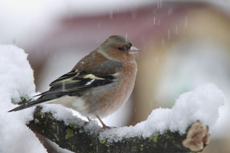 Eurasian Chaffinch male