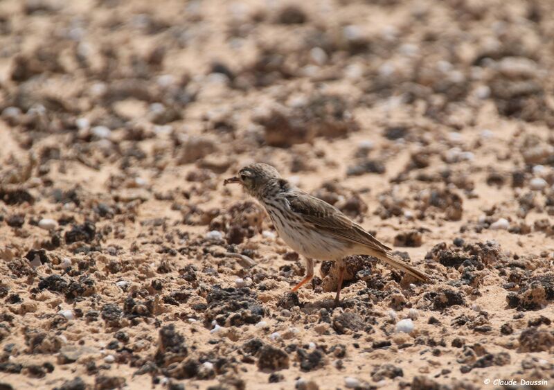 Pipit de Berthelot