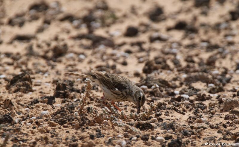 Pipit de Berthelot