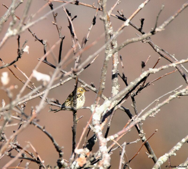 Pipit farlouse