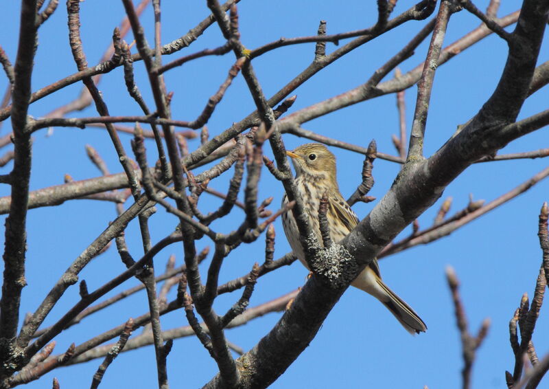 Pipit farlouse