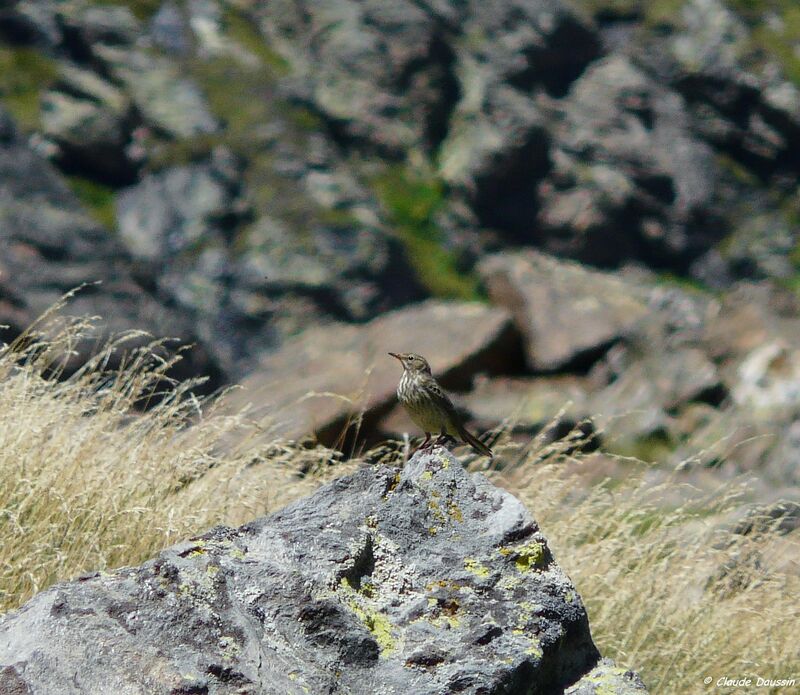 Water Pipitjuvenile, habitat