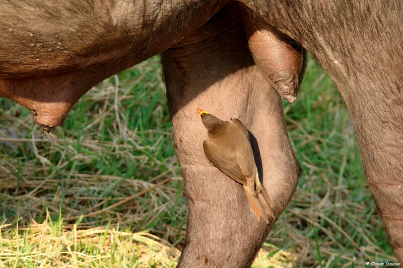 Yellow-billed Oxpecker