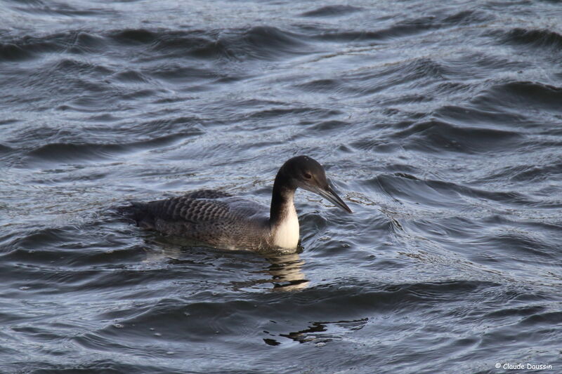 Plongeon imbrin