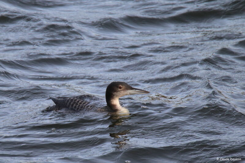 Plongeon imbrin