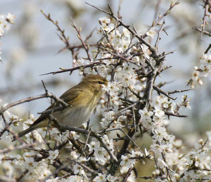 Willow Warbler