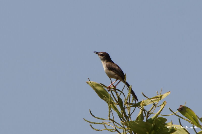 Prinia simple