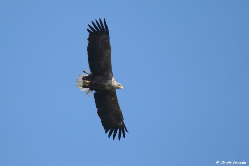 White-tailed Eagle