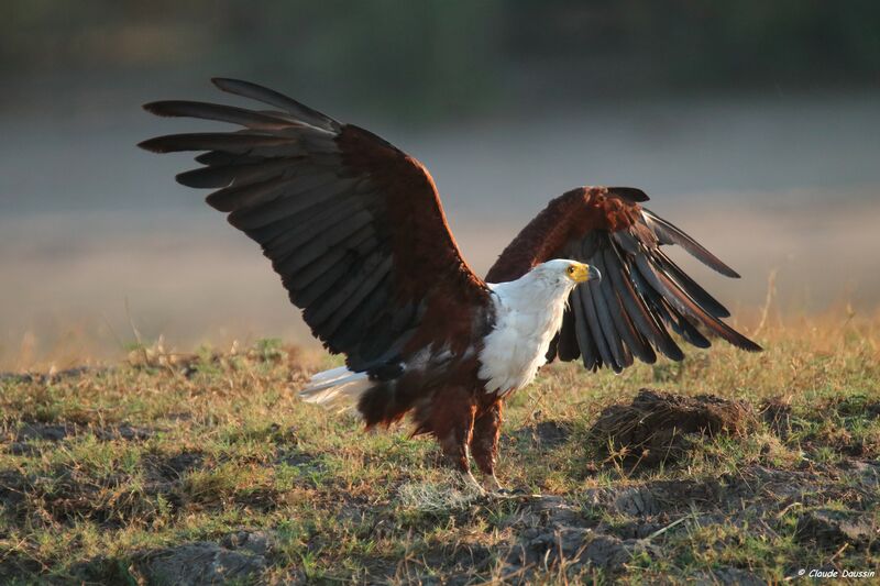 African Fish Eagle