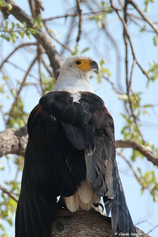 African Fish Eagle