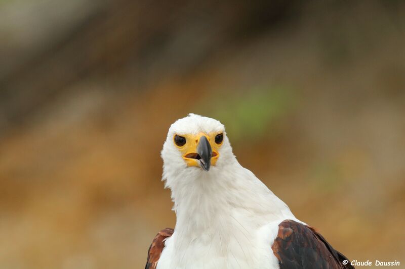 African Fish Eagle