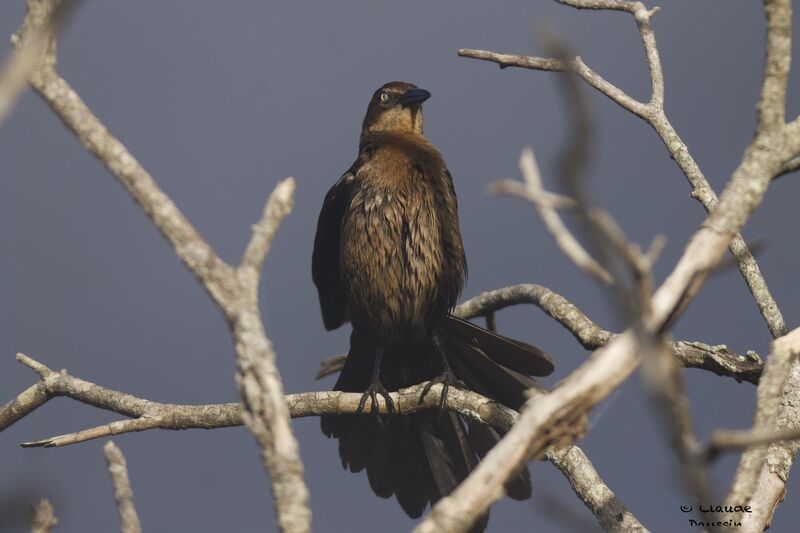 Great-tailed Grackle female adult