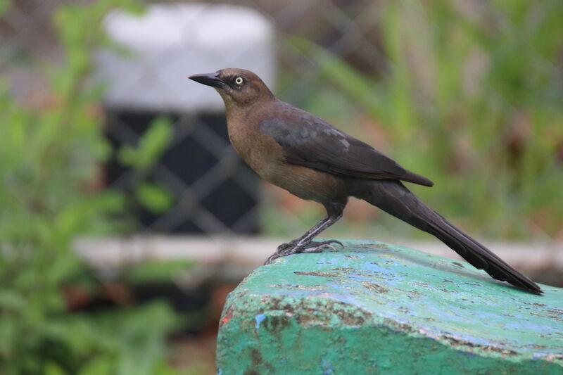 Great-tailed Grackle female adult