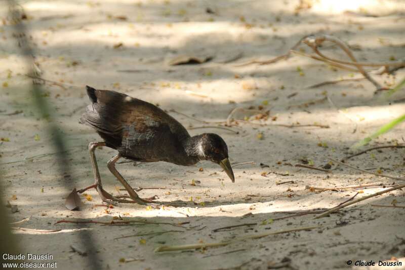 Râle à bec jaunejuvénile, identification