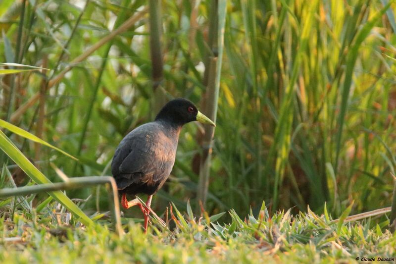 Black Crake