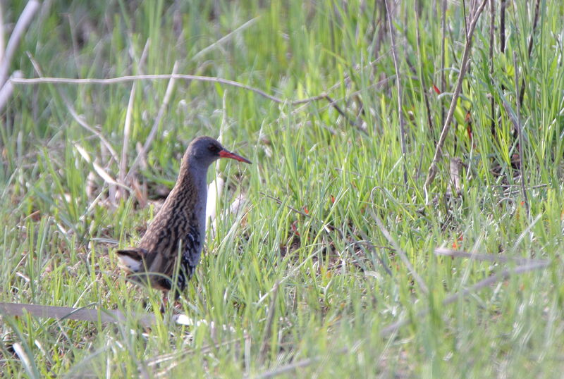 Water Rail