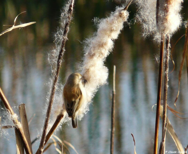 Eurasian Penduline Tit