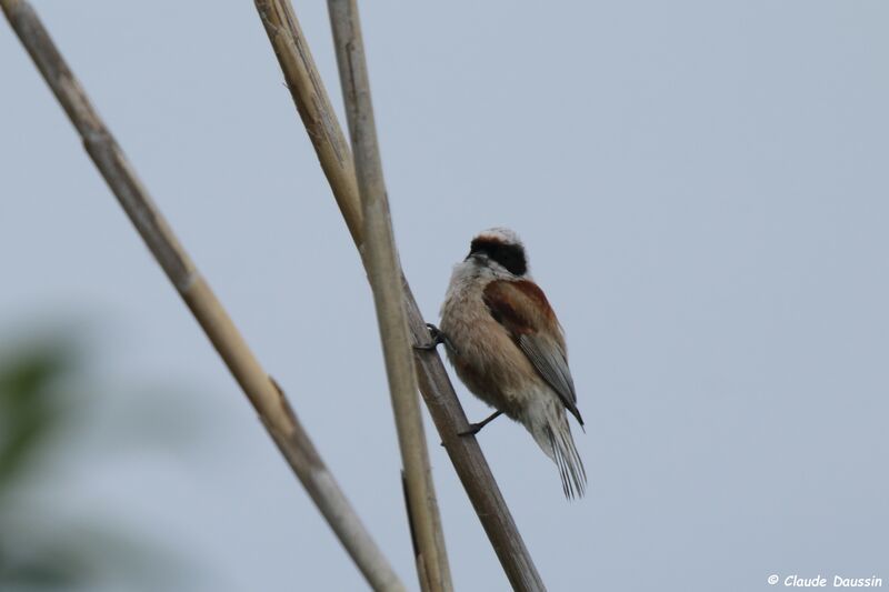 Eurasian Penduline Tit