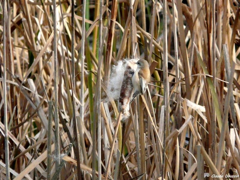 Rémiz penduline