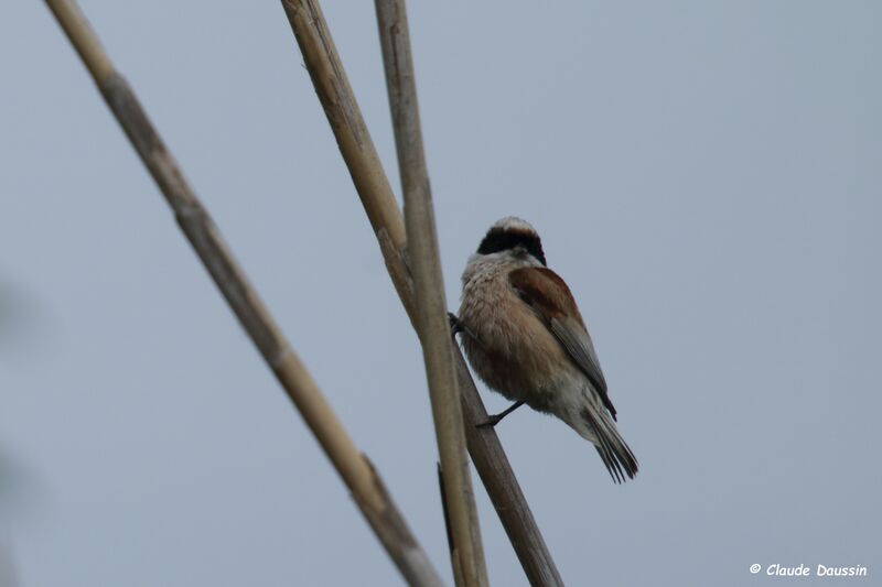 Rémiz penduline