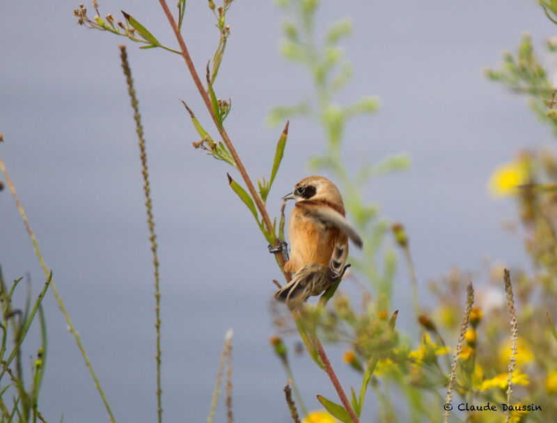 Eurasian Penduline Tit