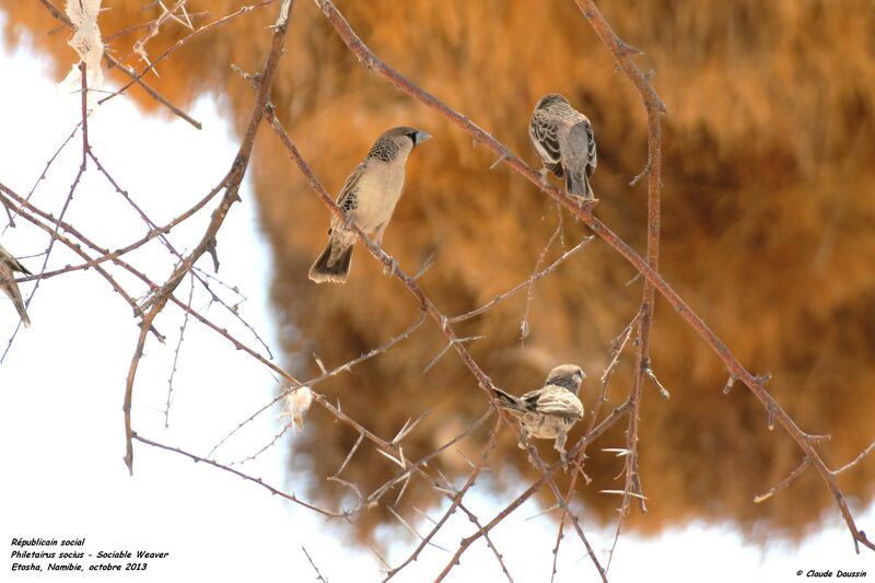 Sociable Weaver