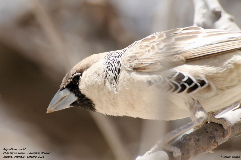 Sociable Weaver