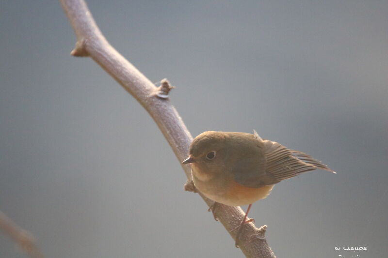 Red-flanked BluetailFirst year