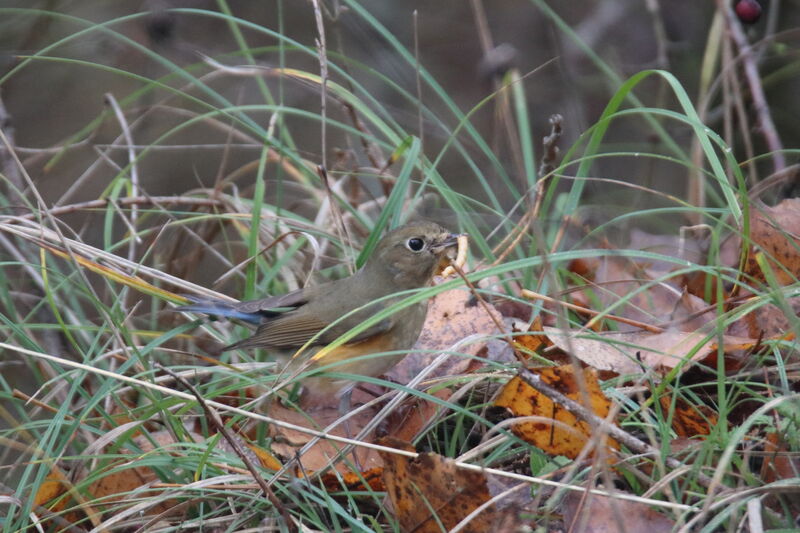 Robin à flancs roux1ère année, mange