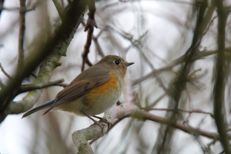 Red-flanked BluetailFirst year