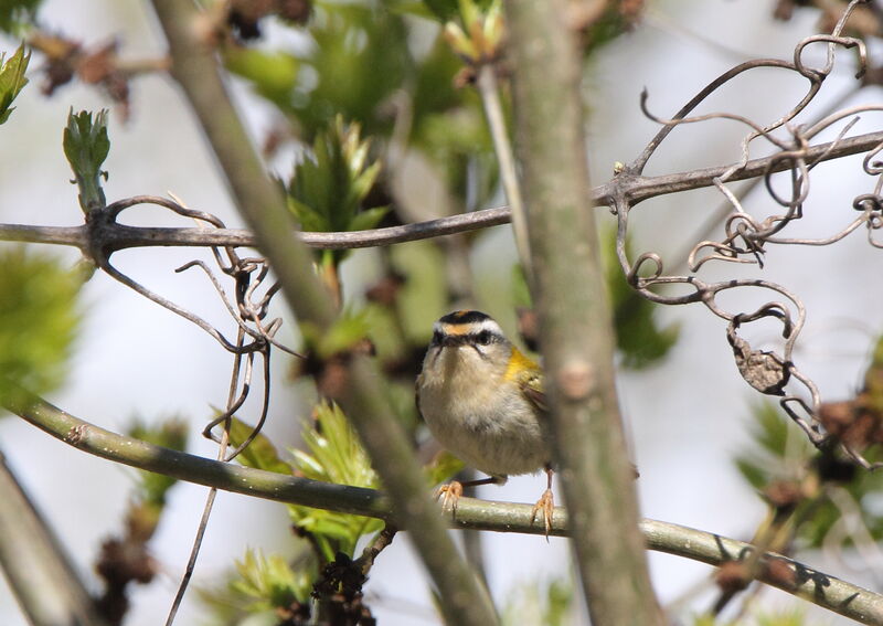 Common Firecrest