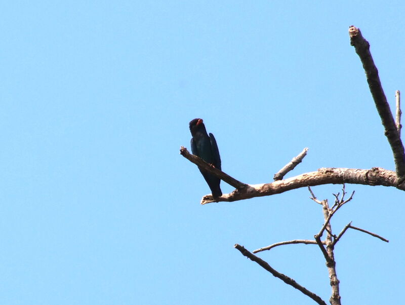 Oriental Dollarbird