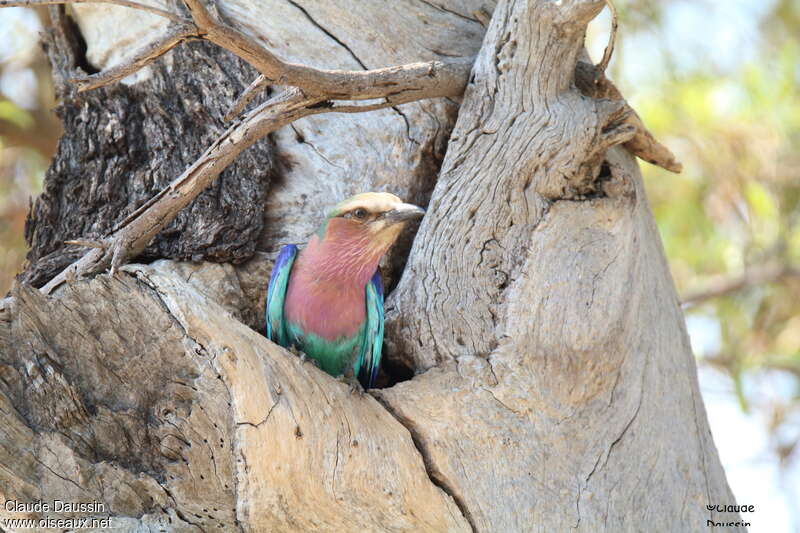 Lilac-breasted Rolleradult, Reproduction-nesting