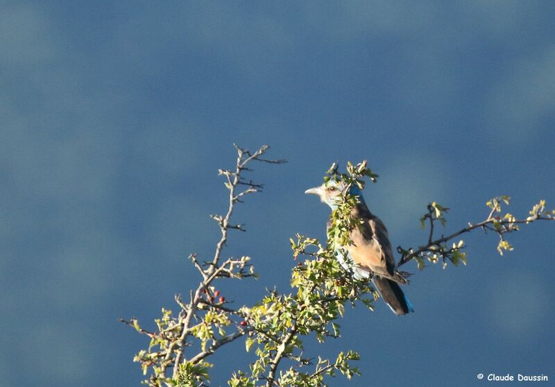 European Roller