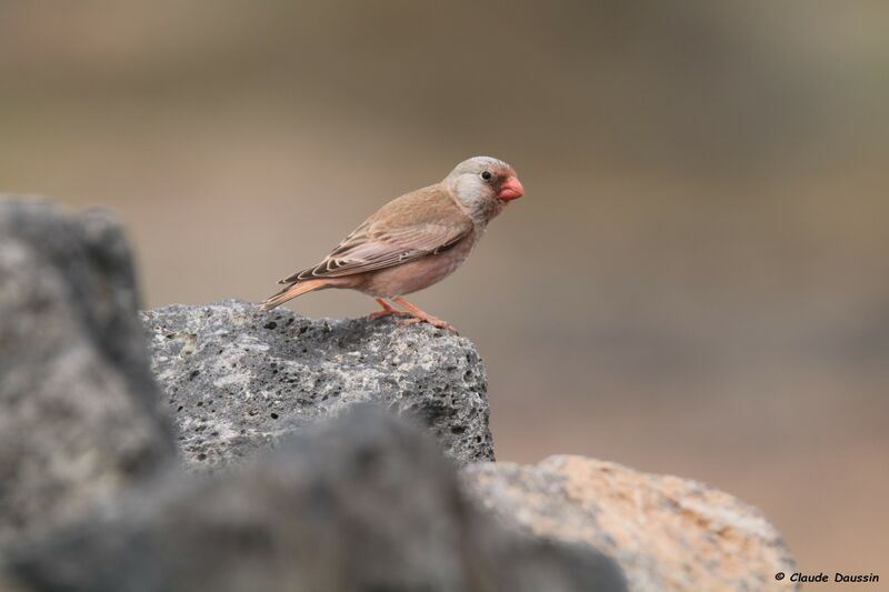 Trumpeter Finch