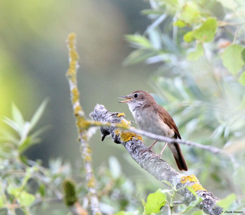 Common Nightingale