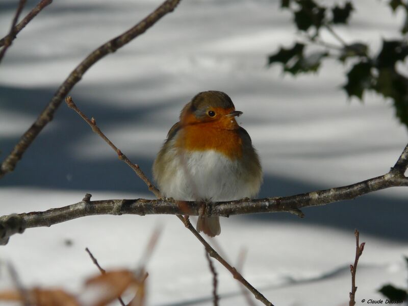 European Robin